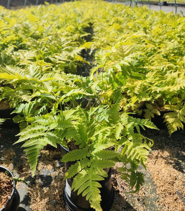 Goldy's Wood Fern