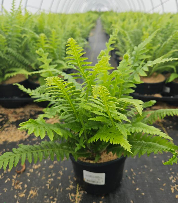 Japanese Beech Fern