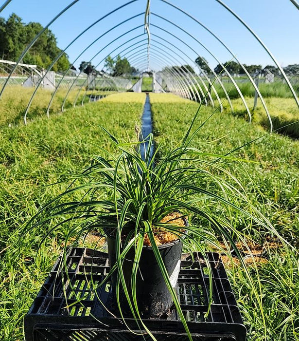 Everlime Sedge