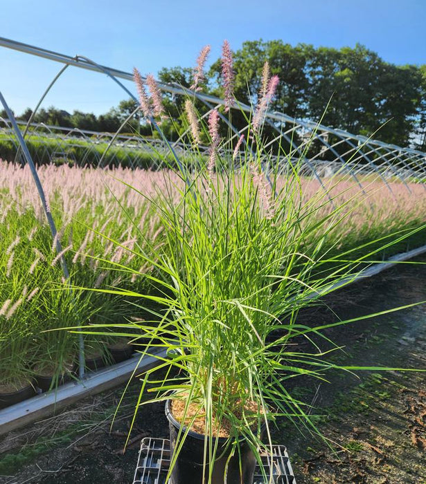 Karley Rose Fountain Grass