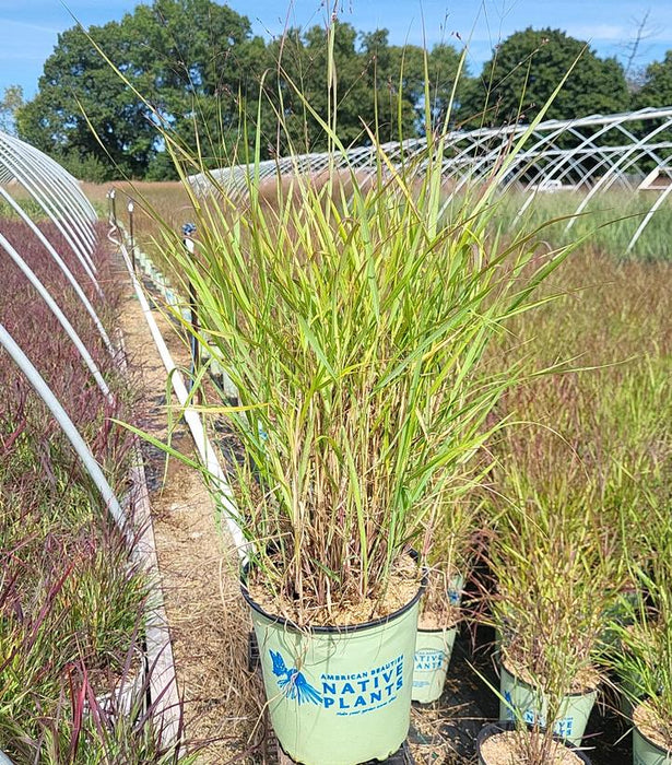 Shenandoah Switchgrass