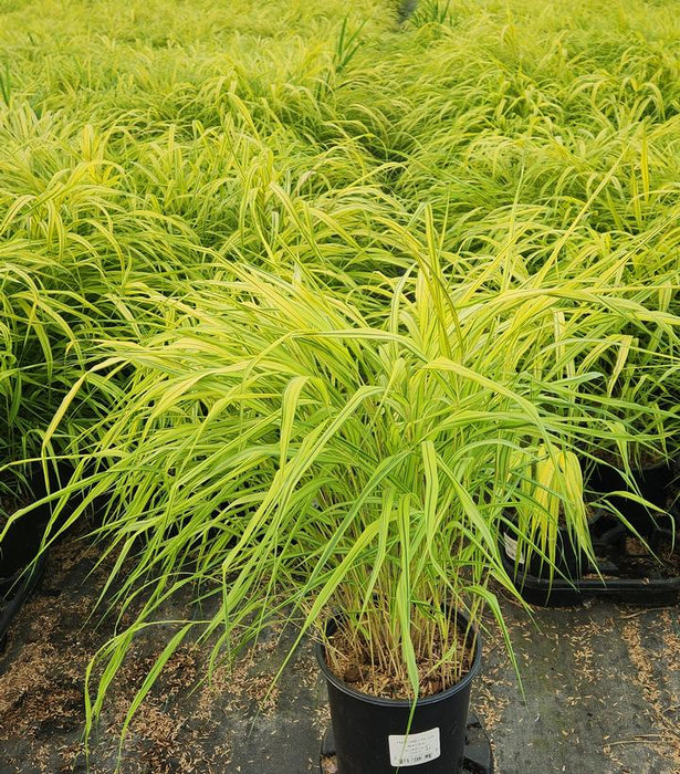 Golden Variegated Hakone Grass