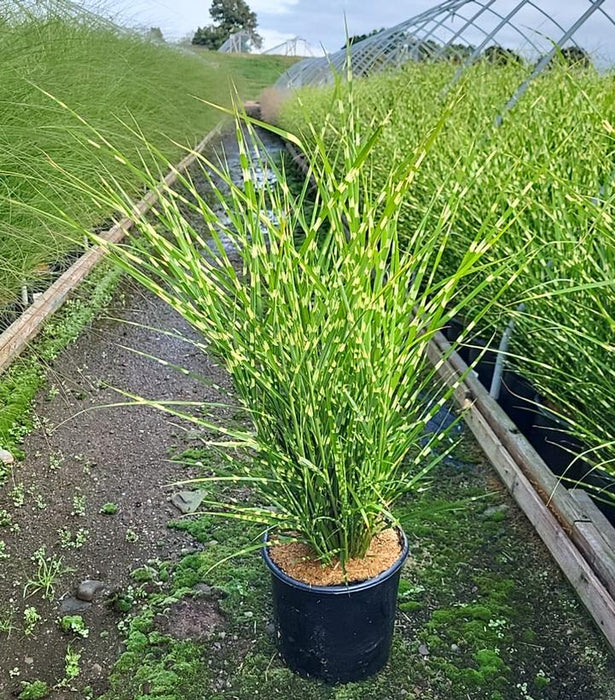 Porcupine Grass