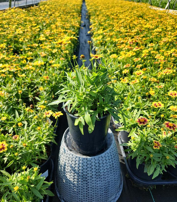 Li'l Bang Enchanted Eve Tickseed Coreopsis