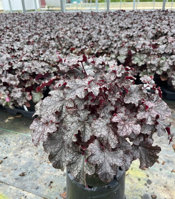 Plum Pudding Coral Bells