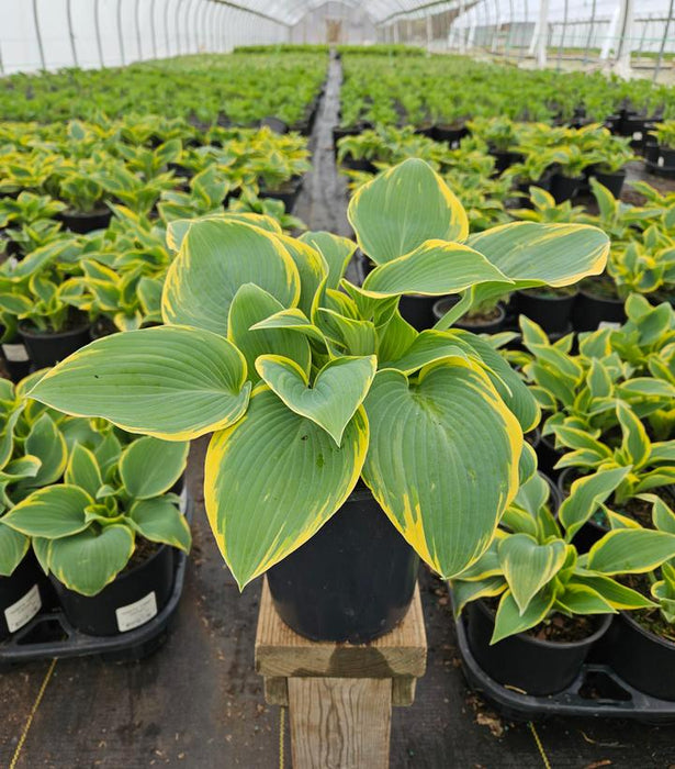 First Frost Hosta