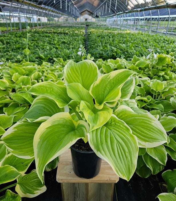 Fragrant Bouquet Hosta