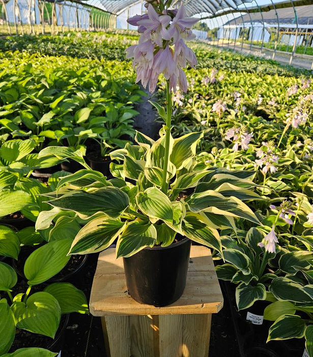 Wide Brim Hosta