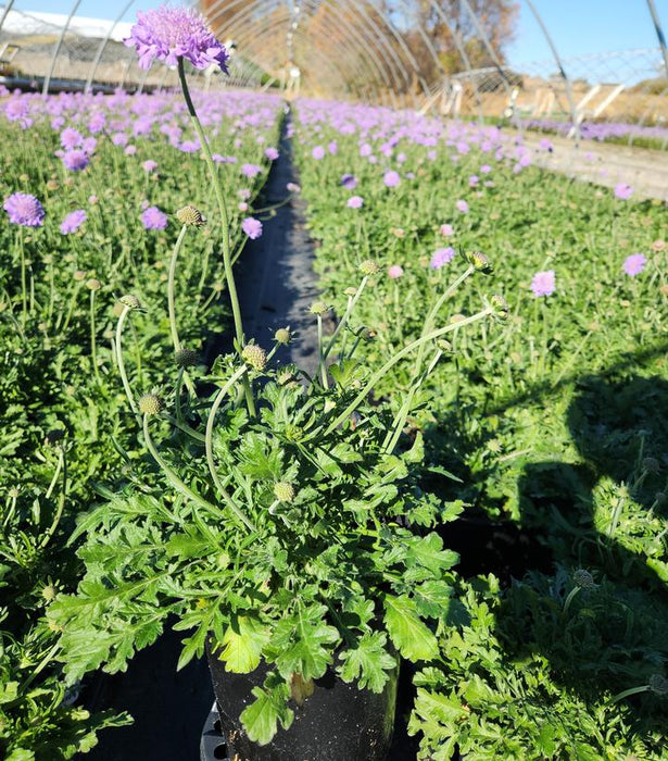 Butterfly Blue Pincushion Flower