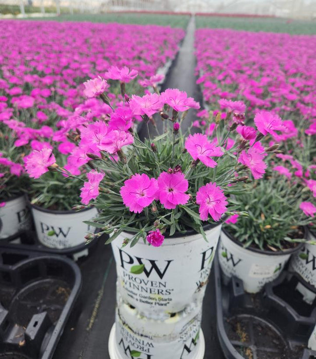 Paint The Town Fuchsia Dianthus