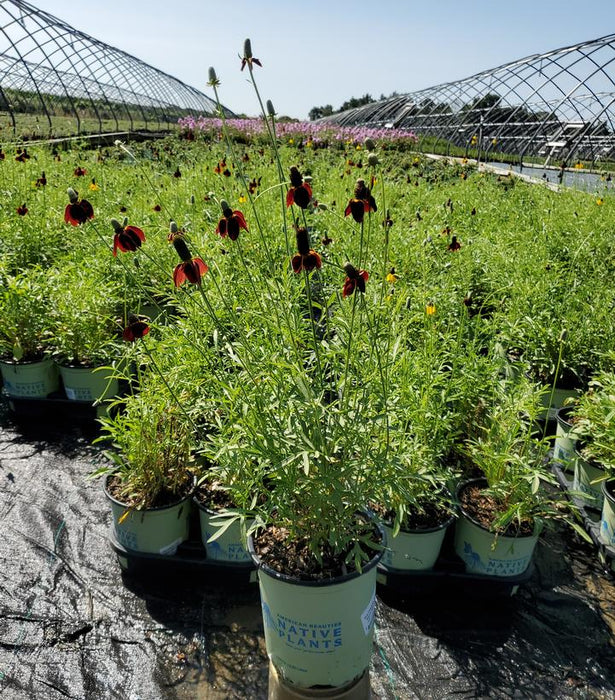 Red Midget Mexican Hat Plant