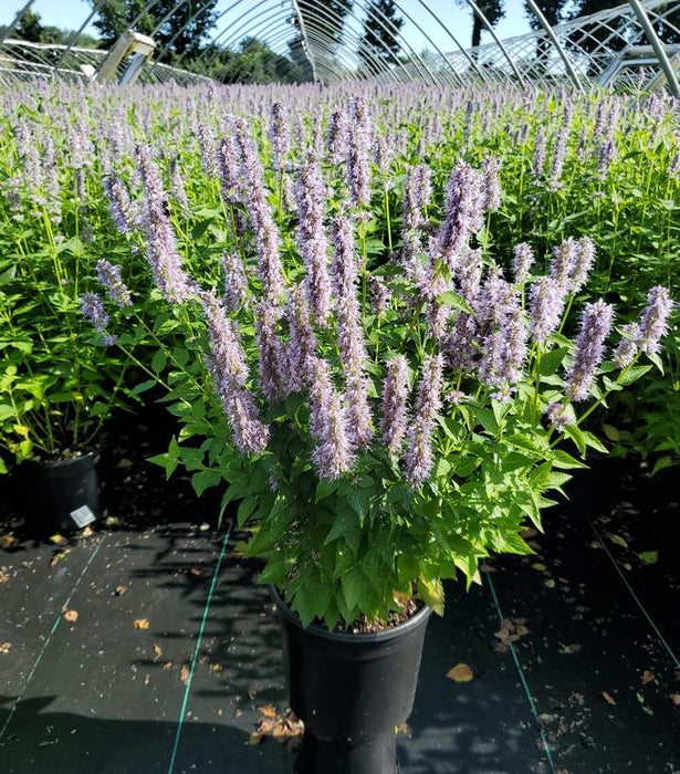 Blue Fortune Hyssop