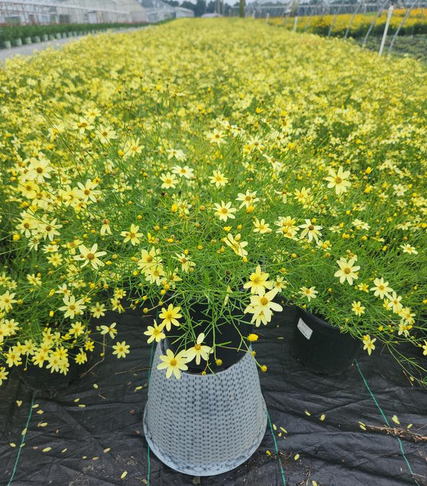 Moonbeam Tickseed Coreopsis