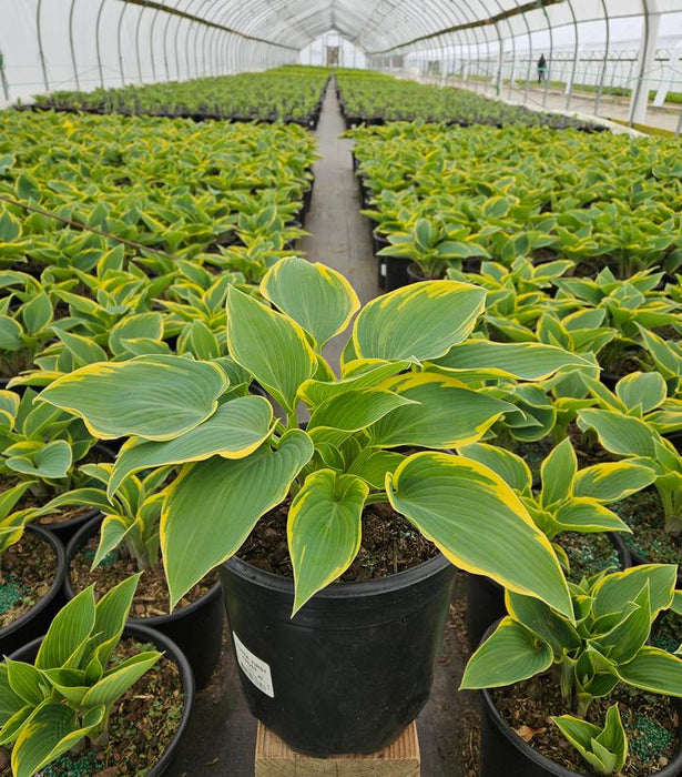First Frost Hosta