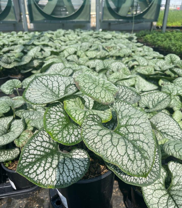 Sea Heart Brunnera