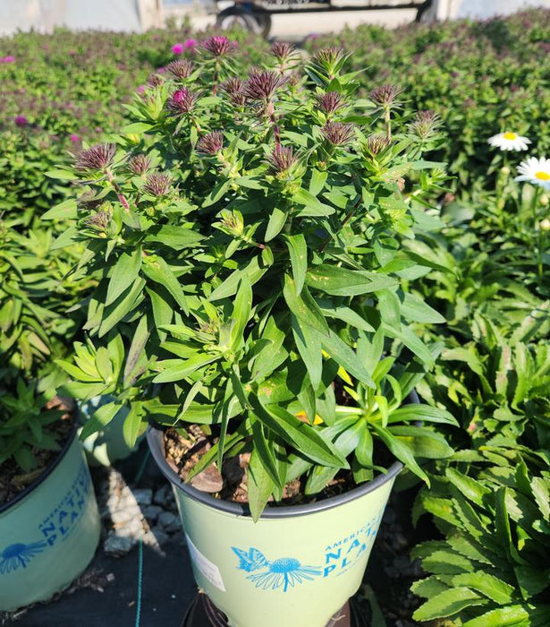 Vibrant Dome New England Aster