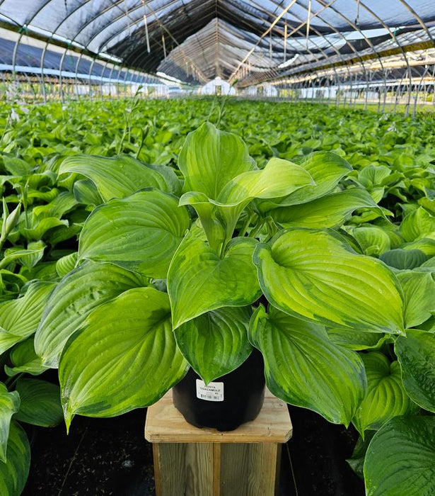 Guacamole Hosta