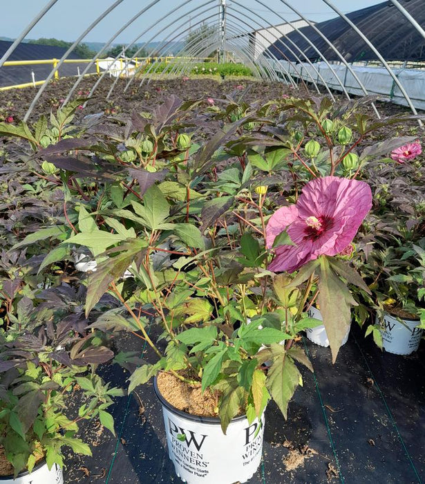 Summerific Berry Awesome Rose Mallow (Hibiscus)