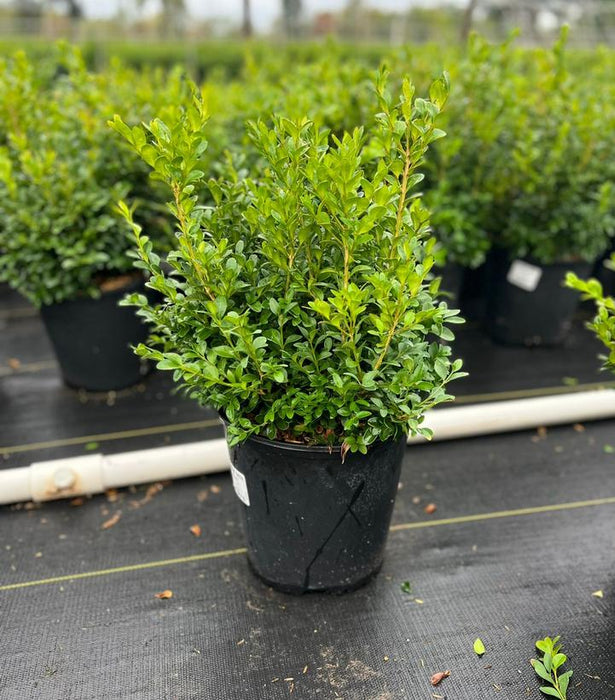 Green Velvet Boxwood