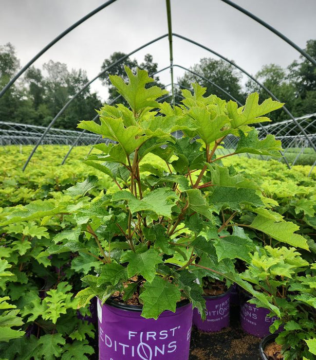 Jetstream™  Oakleaf Hydrangea