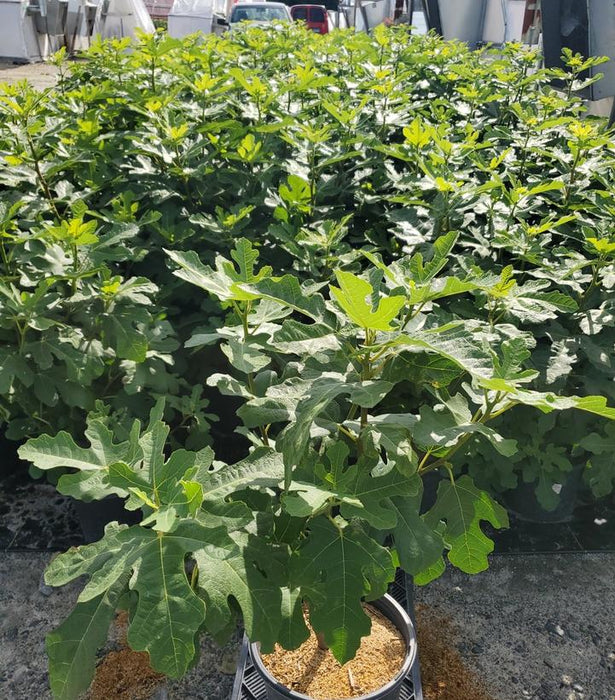 Bensonhurst Purple Fig Tree