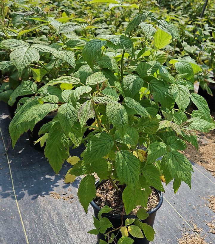 Heritage Raspberry Bush