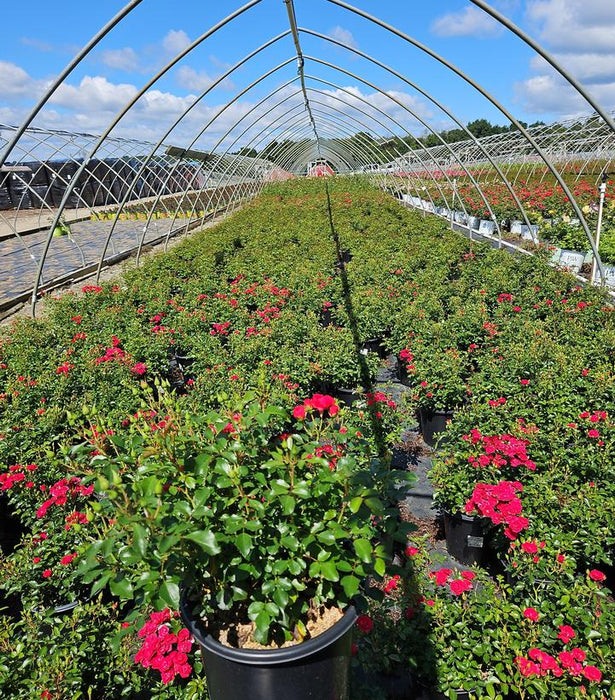 Scarlet Flower Carpet Rose