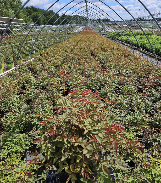 Zephirine Drouhin Climbing Rose