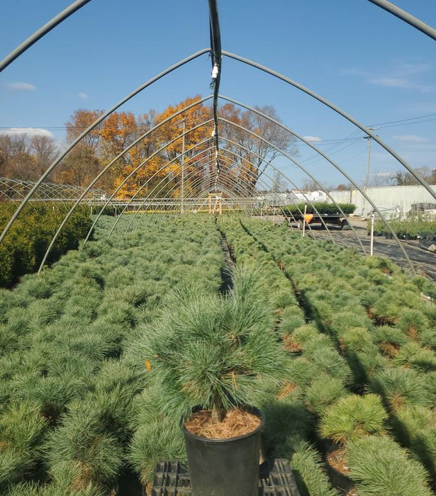 Connecticut Slate Dwarf White Pine