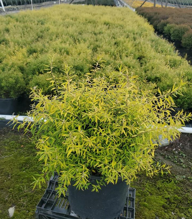 Mellow Yellow Spirea - 3 Gallon (1.5-2ft)