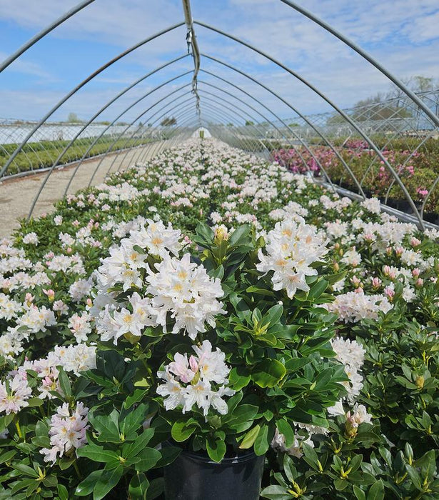 Cunningham's White Rhododendron