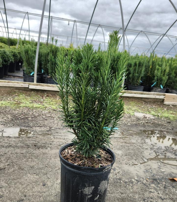 Upright Japanese Plum Yew