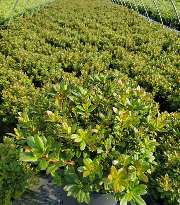 Towhead Rhododendron