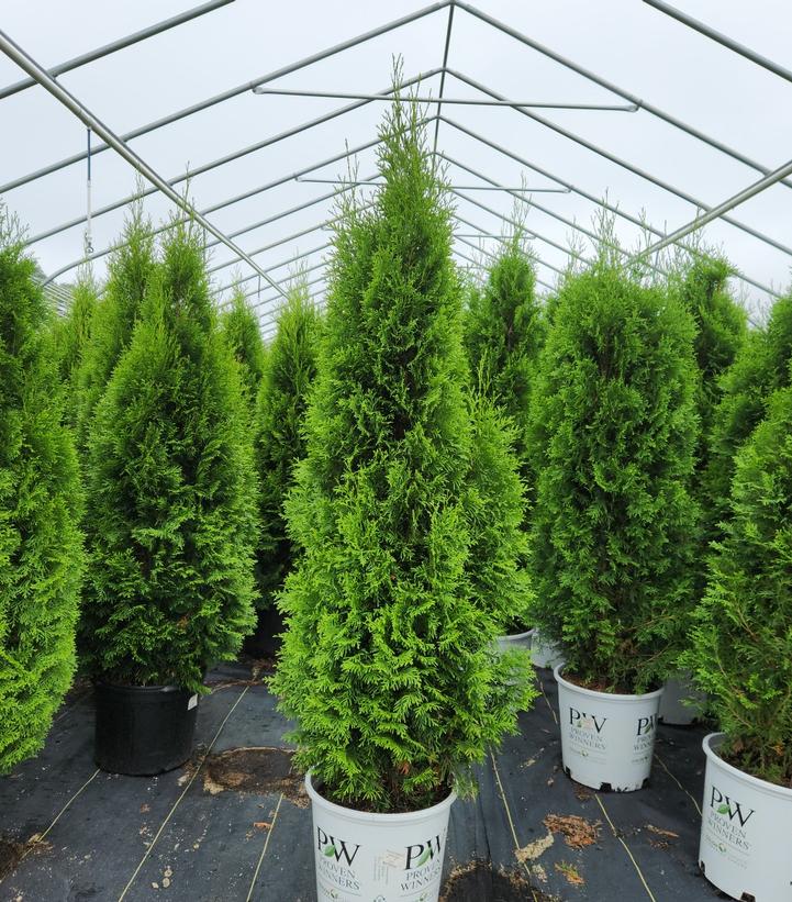 North Pole Arborvitae
