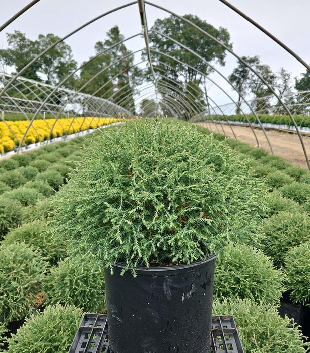 Mr. Bowling Ball Arborvitae