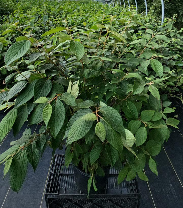 Mariesii Doublefile Viburnum