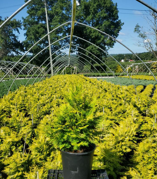 Cripps Golden Hinoki False Cypress