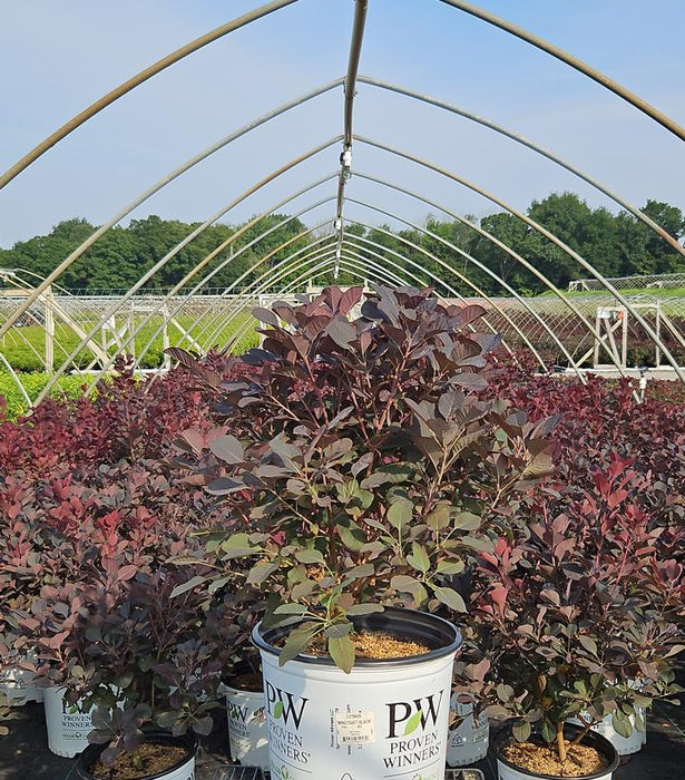 Winecraft Black® Smokebush