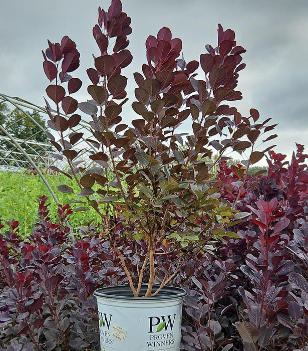 Winecraft Black® Smokebush