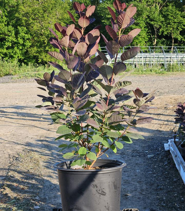 Royal Purple Smoke Bush