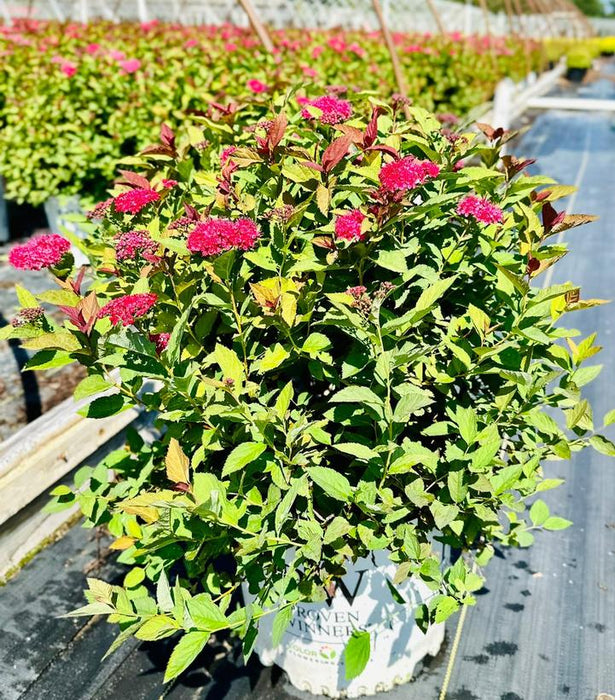 Double Play Doozie® Spirea