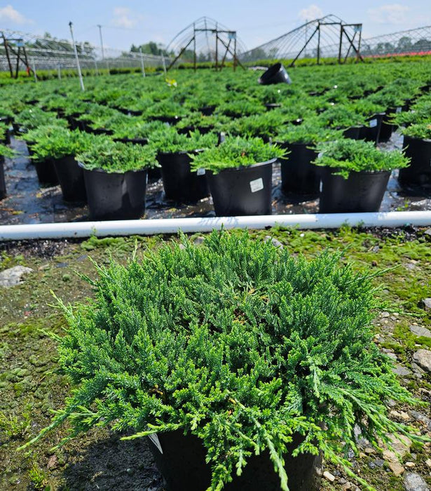 Blue Rug Juniper