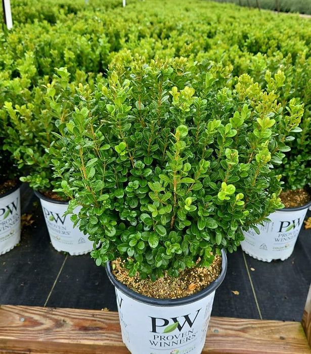 Sprinter Boxwood