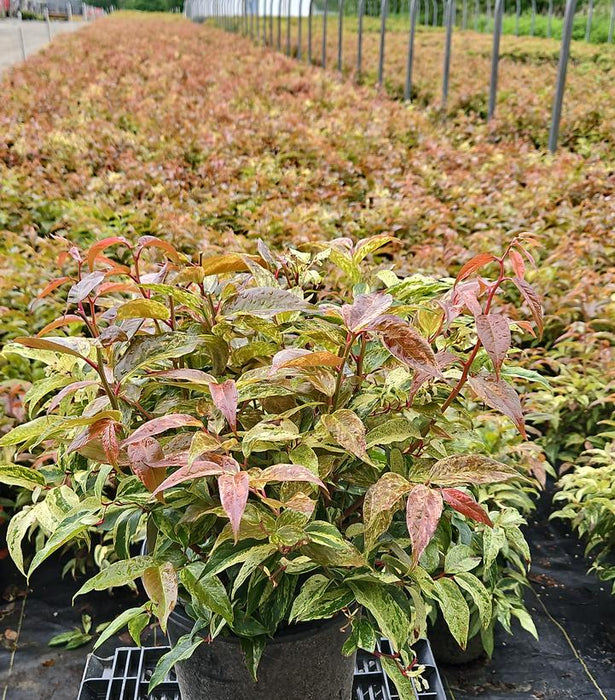 Rainbow Leucothoe