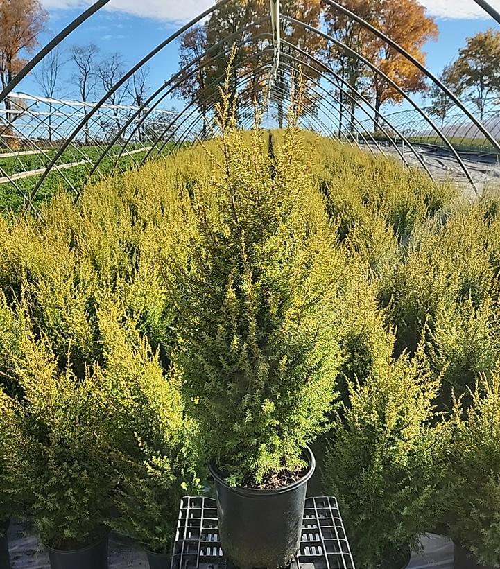 Gold Cone Juniper — Gardens of the World