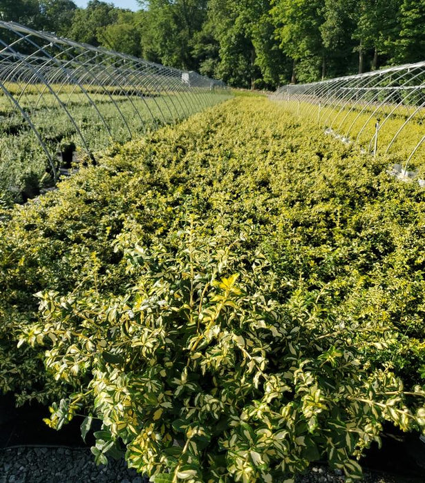 Moonshadow Euonymus