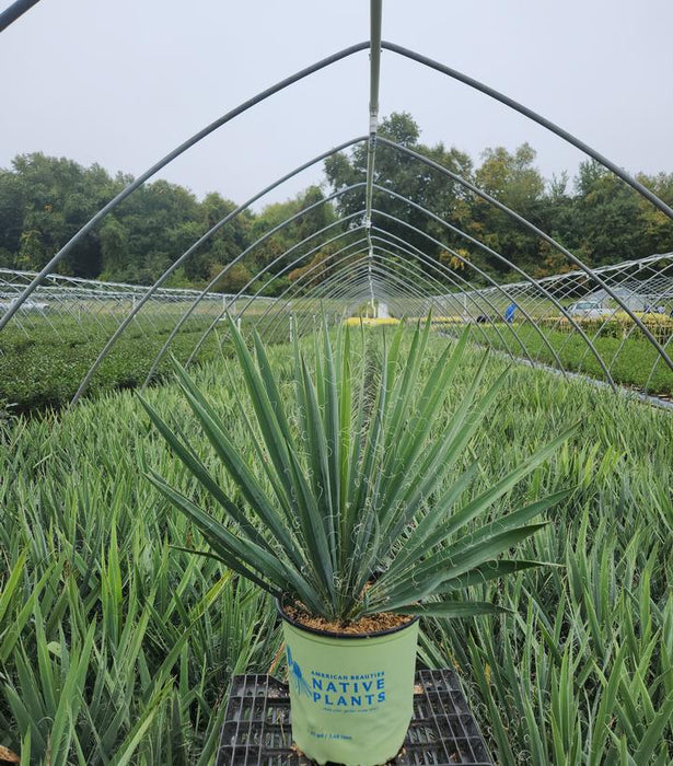 Excalibur Yucca