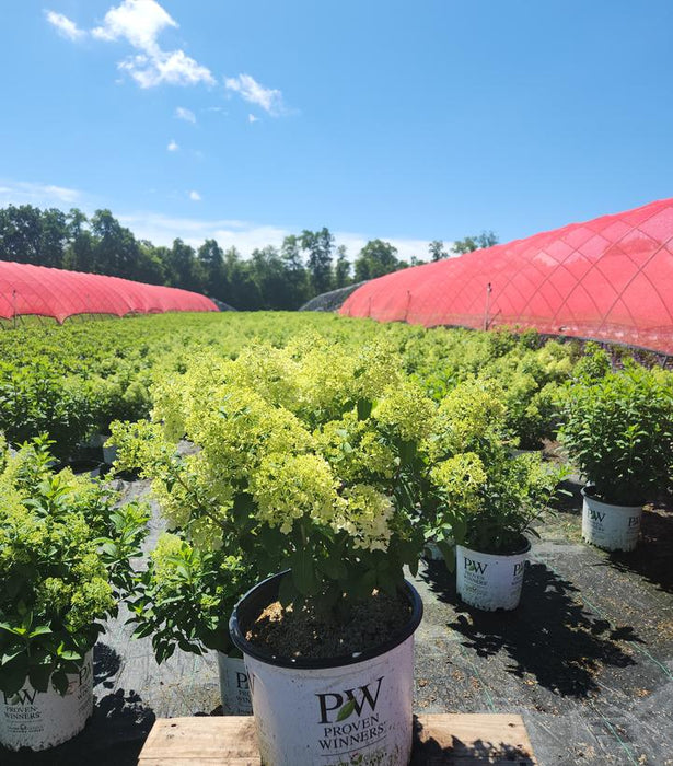 Bobo Panicle Hydrangea Tree