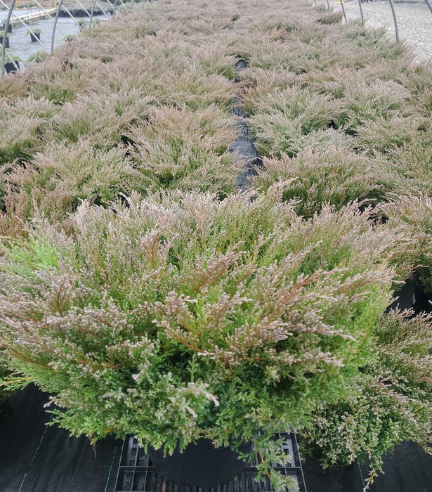 Youngstown Andorra Juniper