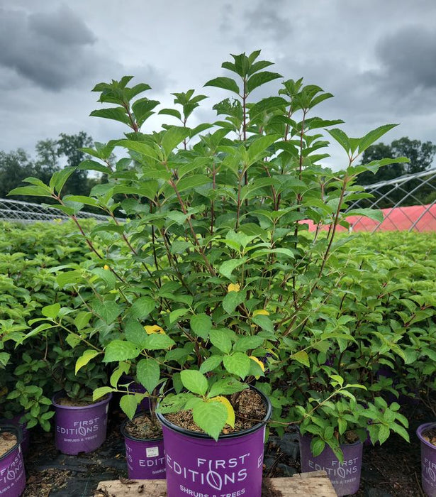 Berry White® Hydrangea